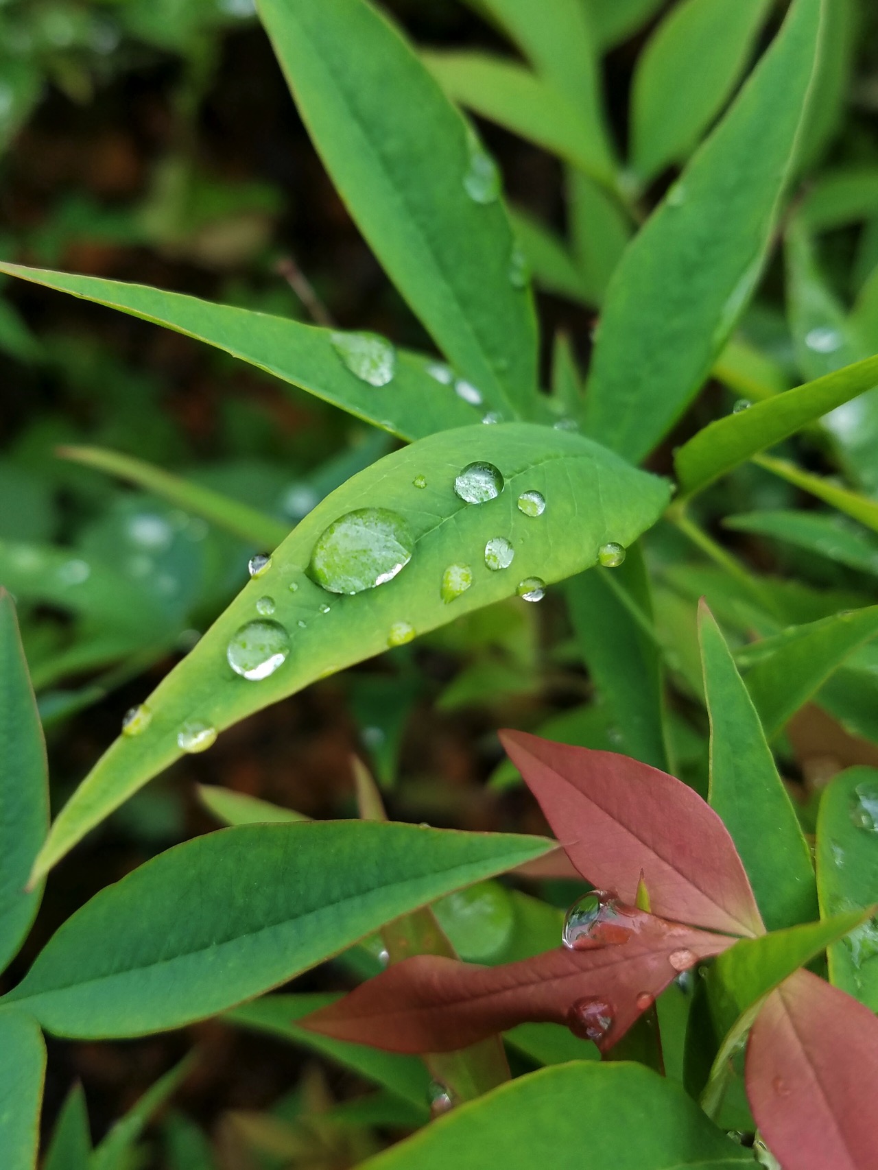 雨後